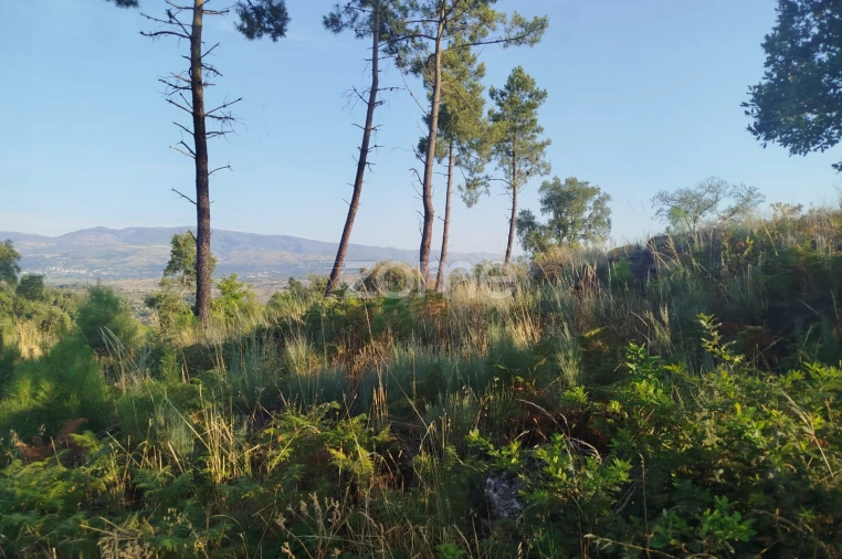 Terreno para Venda em Abrunhosa-A-Velha Foto 10