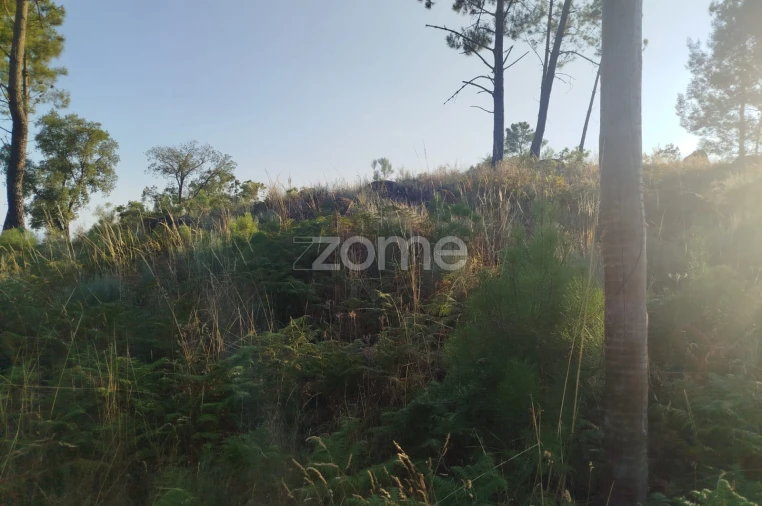 Terreno para Venda em Abrunhosa-A-Velha Foto 17