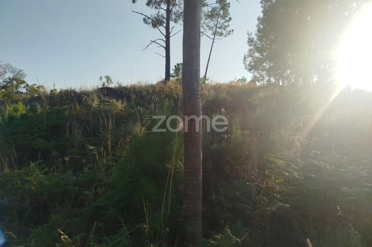 Terreno para Venda em Abrunhosa-A-Velha Foto 23
