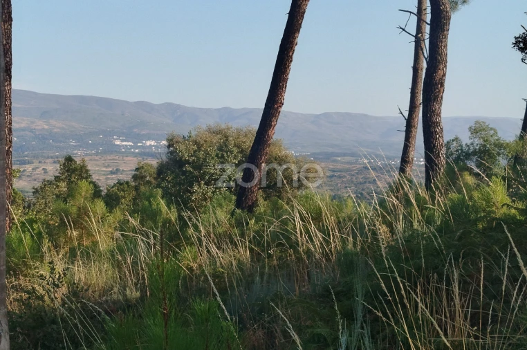 Terreno para Venda em Abrunhosa-A-Velha Foto 2