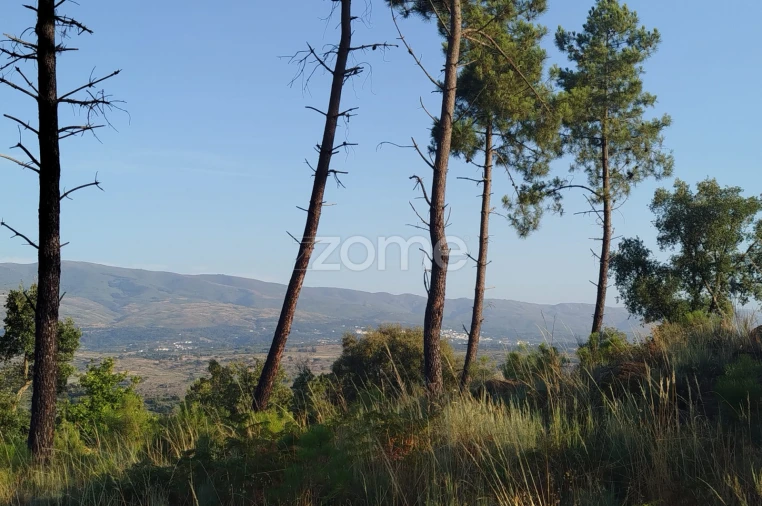 Terreno para Venda em Abrunhosa-A-Velha Foto 5