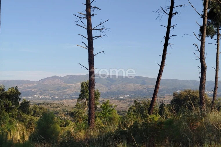 Terreno para Venda em Abrunhosa-A-Velha Foto 6