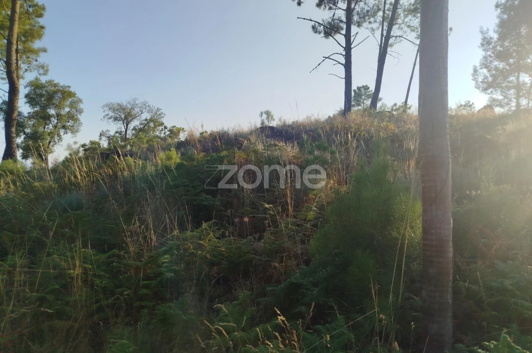 Terreno para Venda em Abrunhosa-A-Velha Foto 21