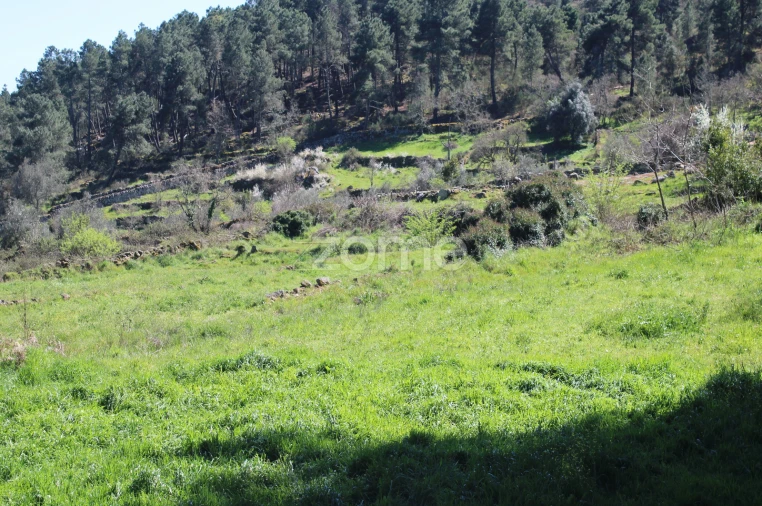 Terreno para Venda em Mangualde, Mesquitela e Cunha Alta Foto 10