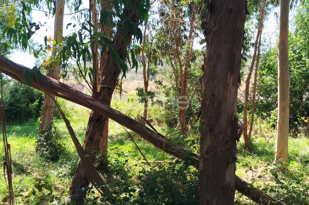 Terreno para Venda em Abrunhosa-A-Velha Foto 15