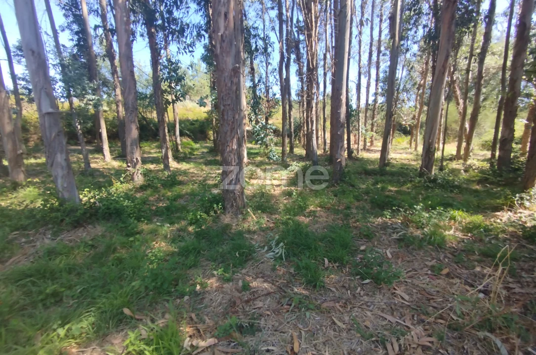 Terreno para Venda em Abrunhosa-A-Velha Foto 14
