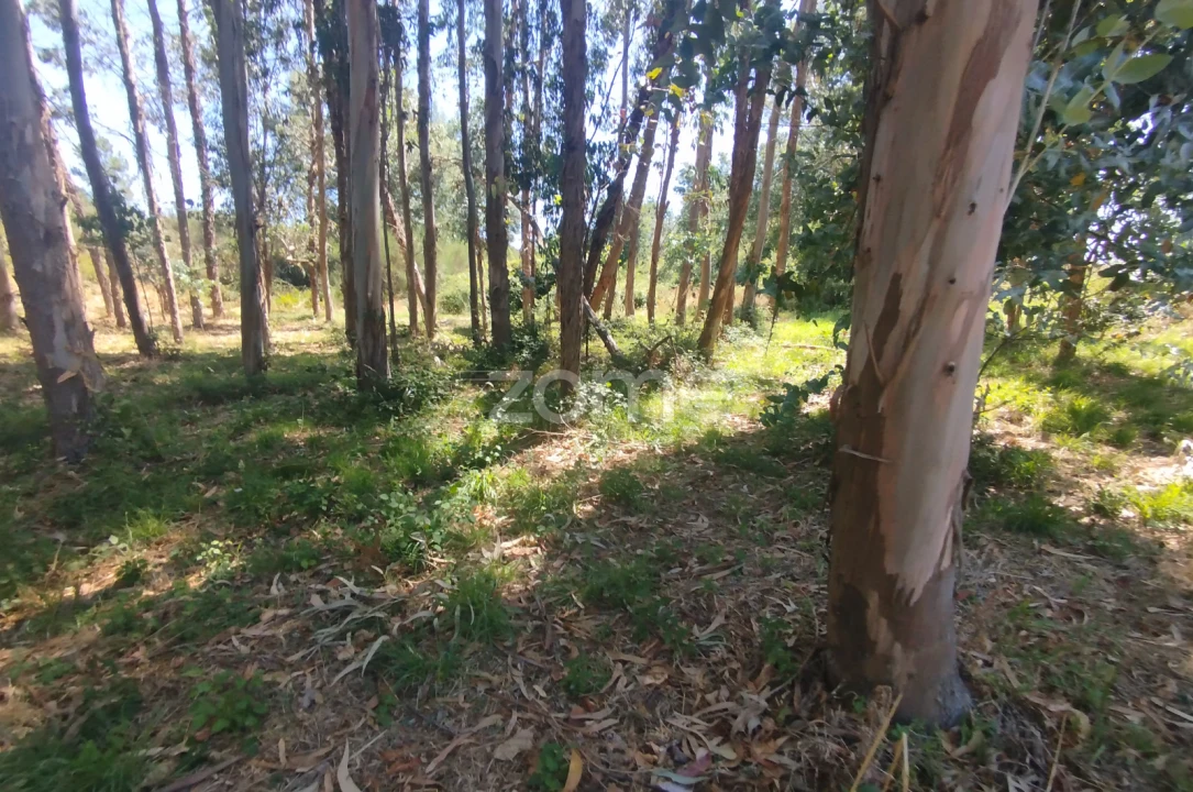 Terreno para Venda em Abrunhosa-A-Velha Foto 16