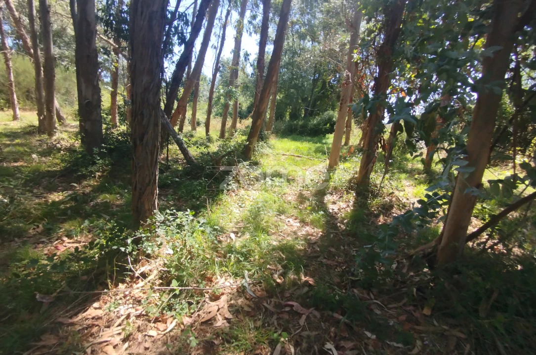 Terreno para Venda em Abrunhosa-A-Velha Foto 19