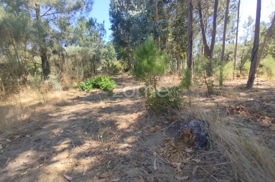Terreno para Venda em Abrunhosa-A-Velha Foto 34