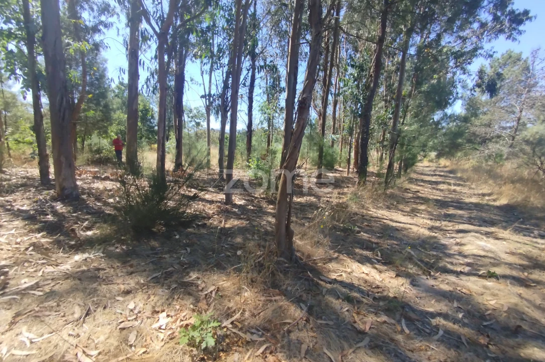 Terreno para Venda em Abrunhosa-A-Velha Foto 39
