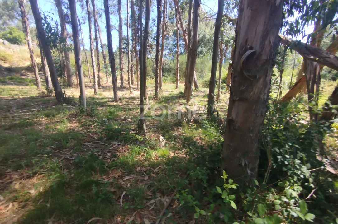 Terreno para Venda em Abrunhosa-A-Velha Foto 6