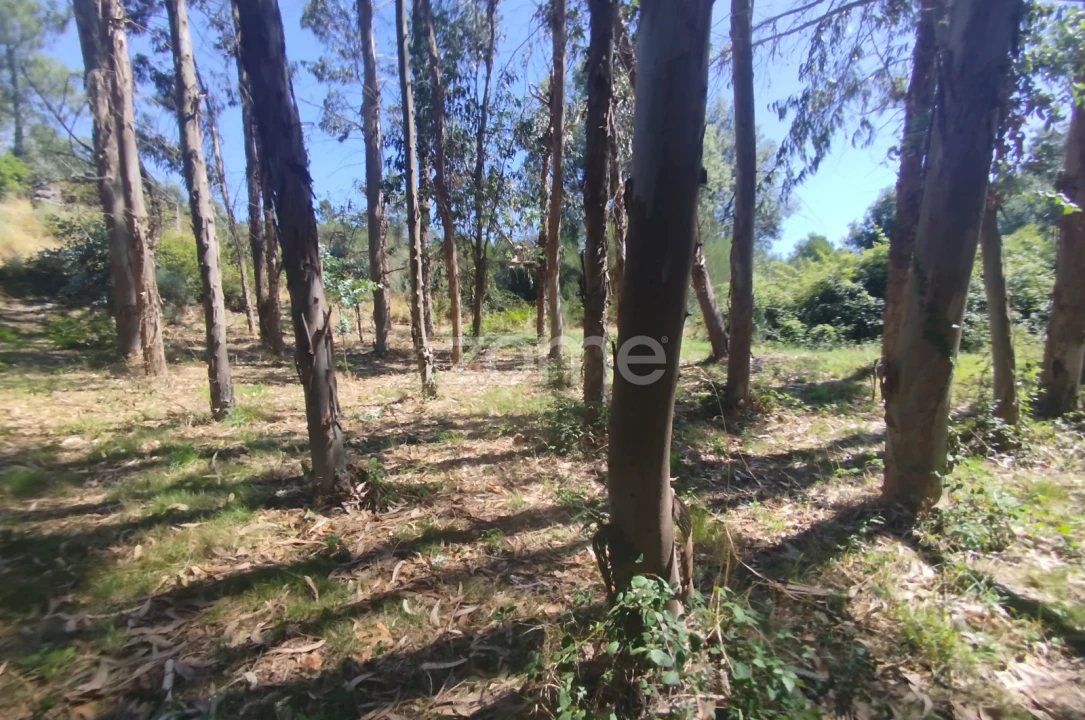 Terreno para Venda em Abrunhosa-A-Velha Foto 8