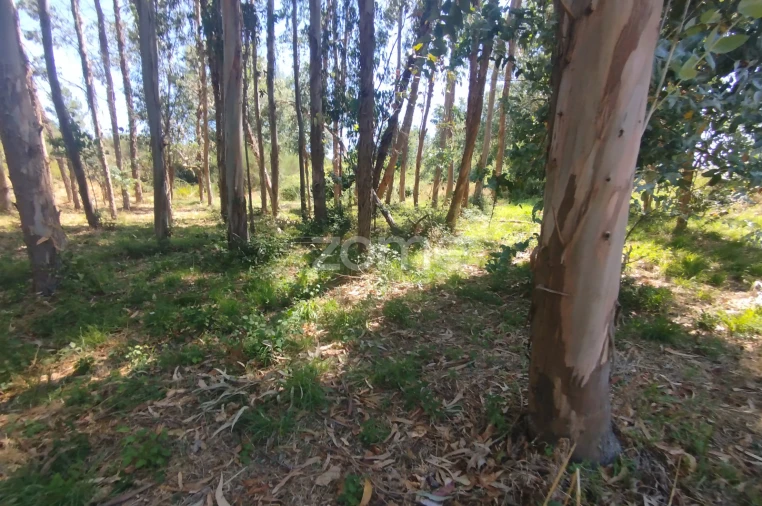 Terreno para Venda em Abrunhosa-A-Velha Foto 16