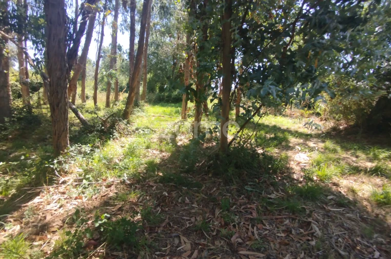 Terreno para Venda em Abrunhosa-A-Velha Foto 17