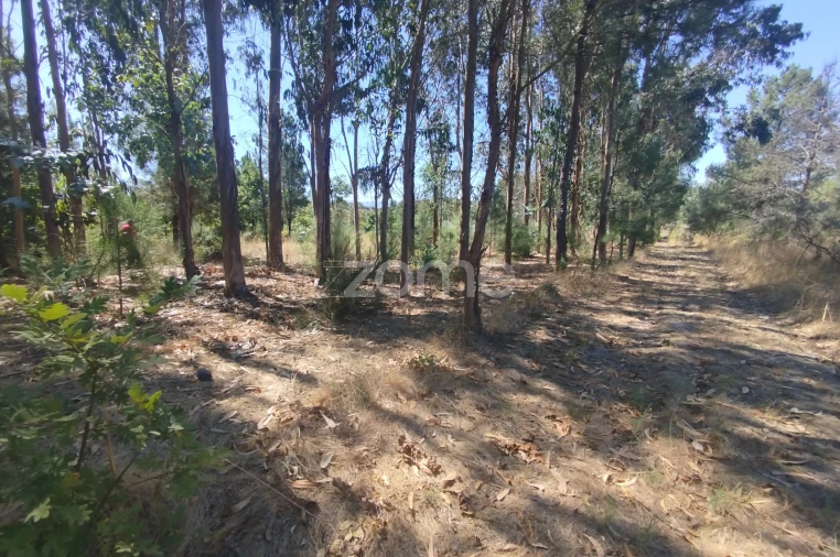 Terreno para Venda em Abrunhosa-A-Velha Foto 34