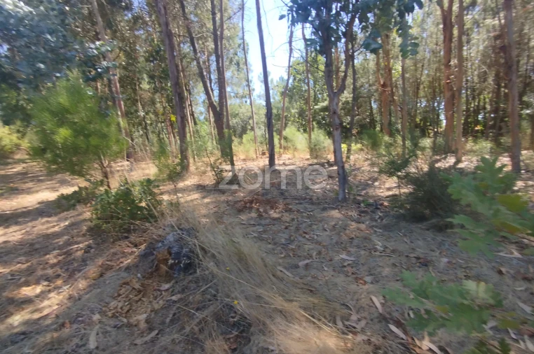 Terreno para Venda em Abrunhosa-A-Velha Foto 36