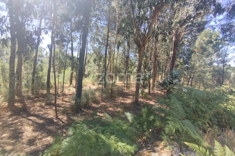 Terreno para Venda em Abrunhosa-A-Velha Foto 37