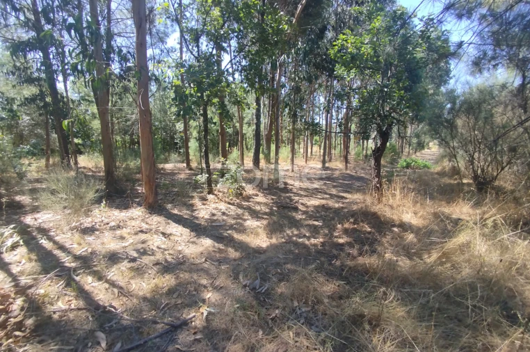 Terreno para Venda em Abrunhosa-A-Velha Foto 42