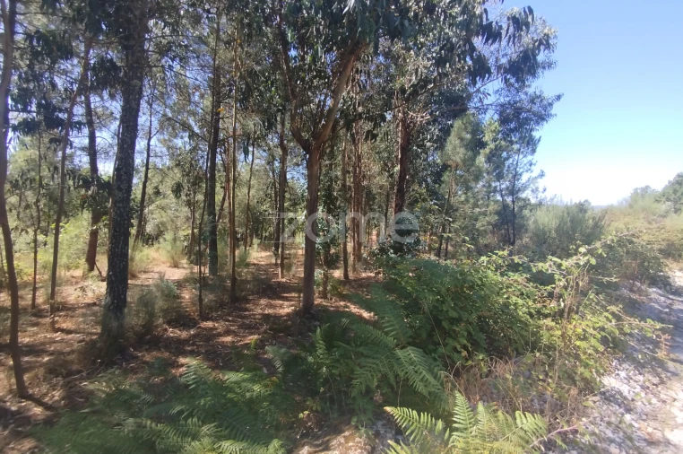 Terreno para Venda em Abrunhosa-A-Velha Foto 49