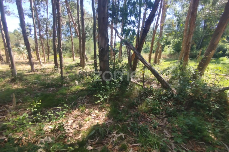 Terreno para Venda em Abrunhosa-A-Velha Foto 4