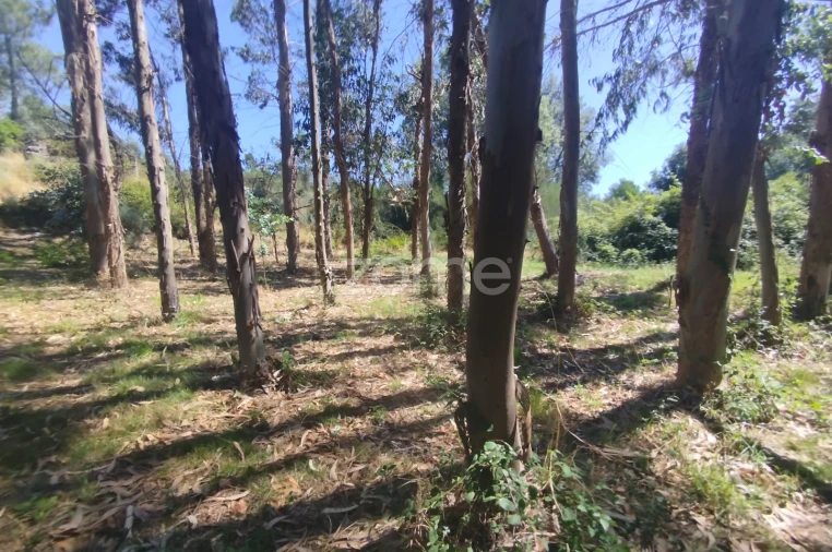 Terreno para Venda em Abrunhosa-A-Velha Foto 8