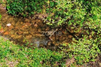 Terreno para Venda em Monchique