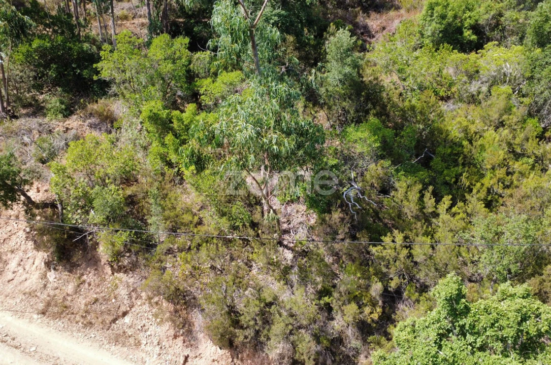 Terreno para Venda em Monchique Foto 15
