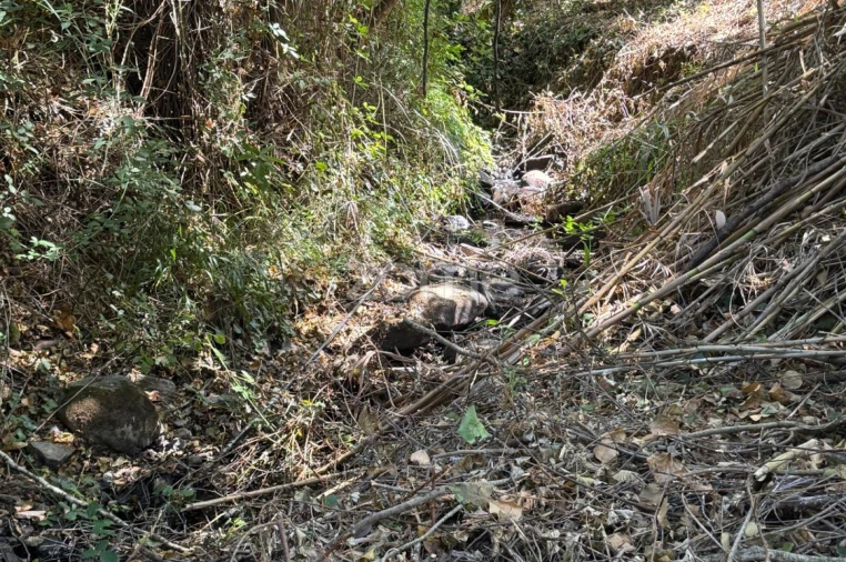 Terreno para Venda em Monchique Foto 10