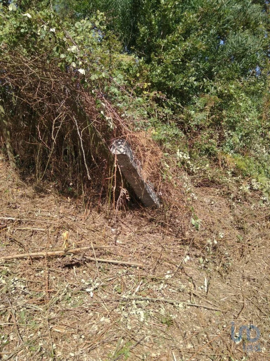 Terreno para Venda em São Felix da Marinha Foto 10