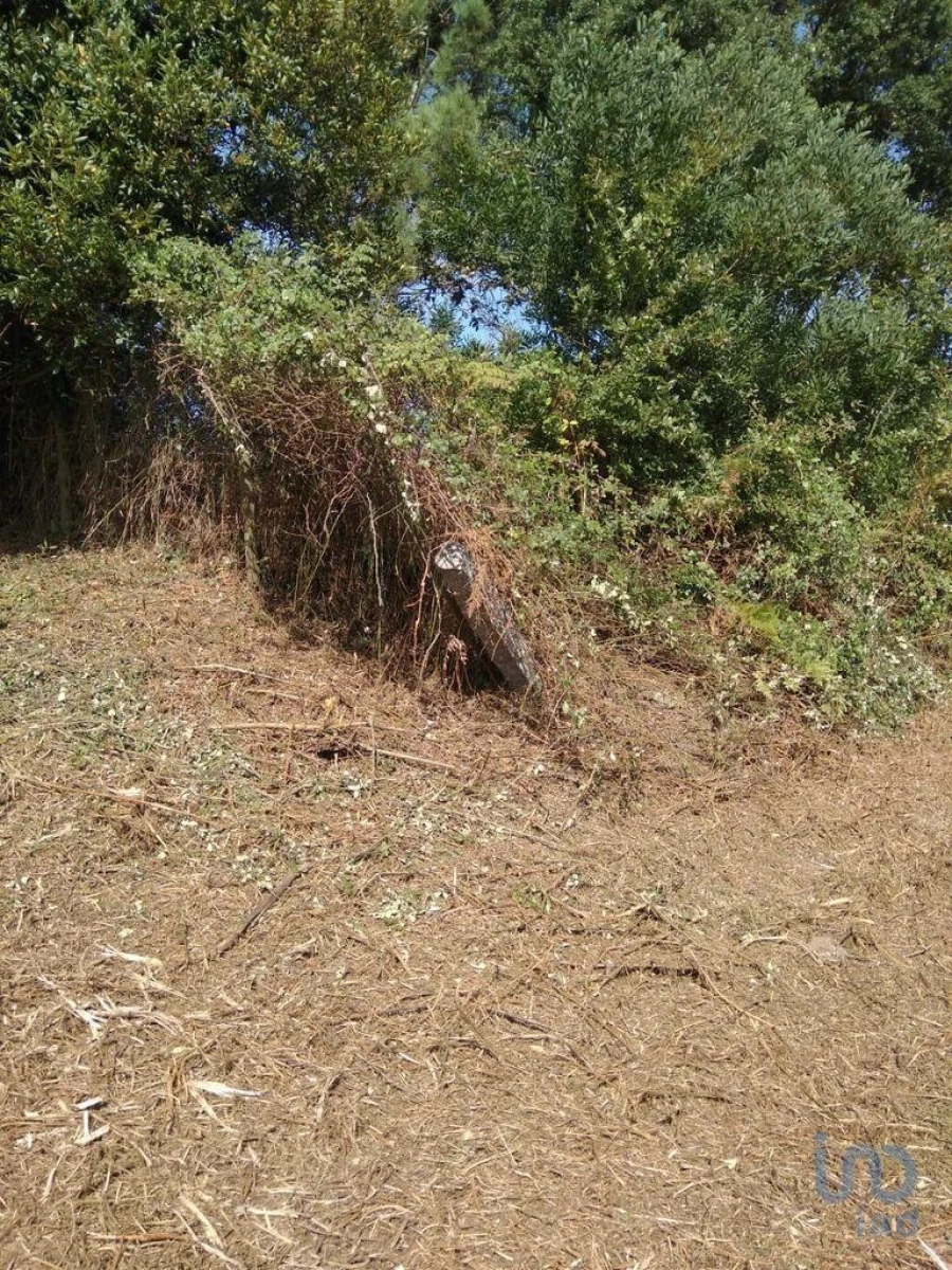 Terreno para Venda em São Felix da Marinha Foto 11