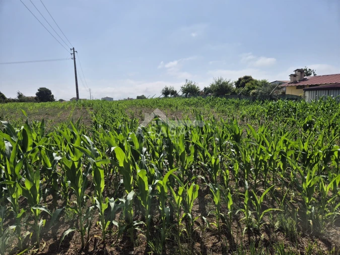 Terreno para Venda em Ovar, São João, Arada e São Vicente de Pereira Jusã Foto 4