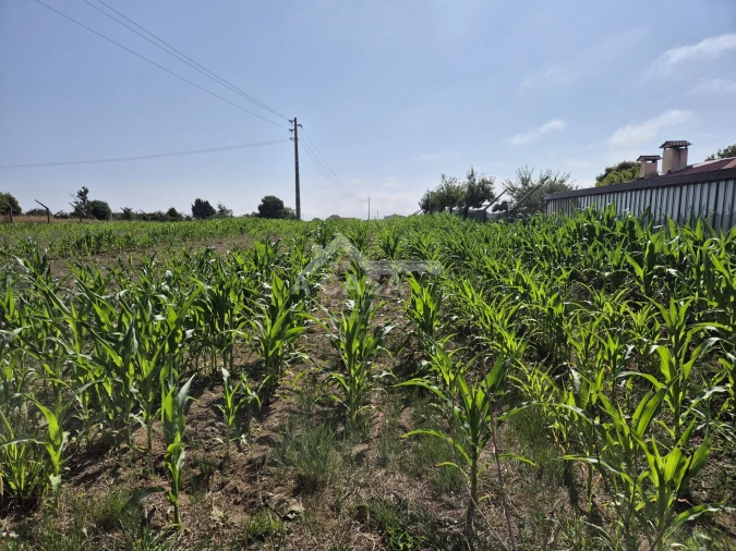Terreno para Venda em Ovar, São João, Arada e São Vicente de Pereira Jusã Foto 5