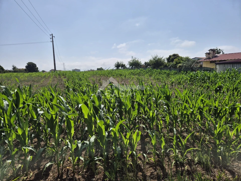 Terreno para Venda em Ovar, São João, Arada e São Vicente de Pereira Jusã Foto 4