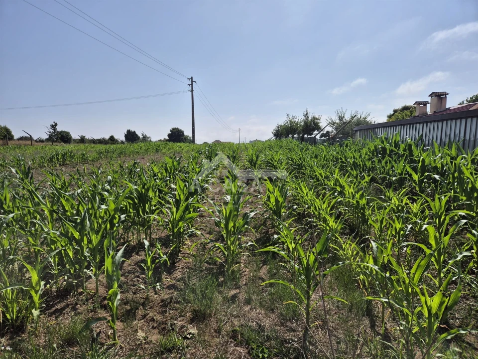 Terreno para Venda em Ovar, São João, Arada e São Vicente de Pereira Jusã Foto 5