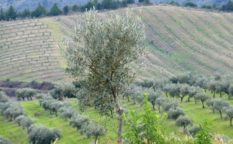Quinta T2 para Venda em Valpaços e Sanfins Foto 6