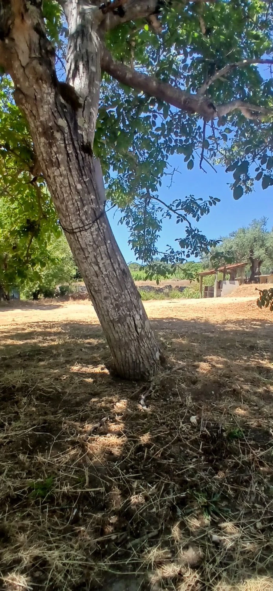 Terreno para Venda em Assentiz Foto 7