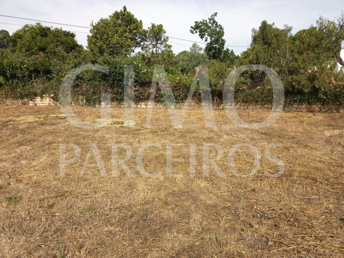 Terreno para Venda em Oiã Foto 3