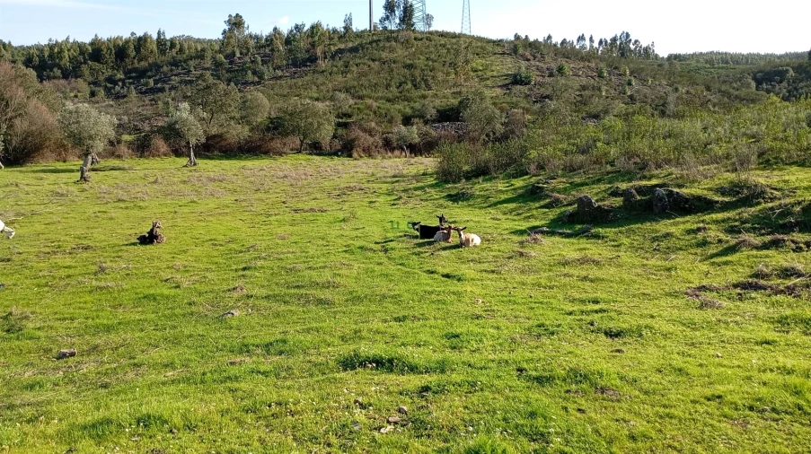 Quinta T0 para Venda em Fratel Foto 4