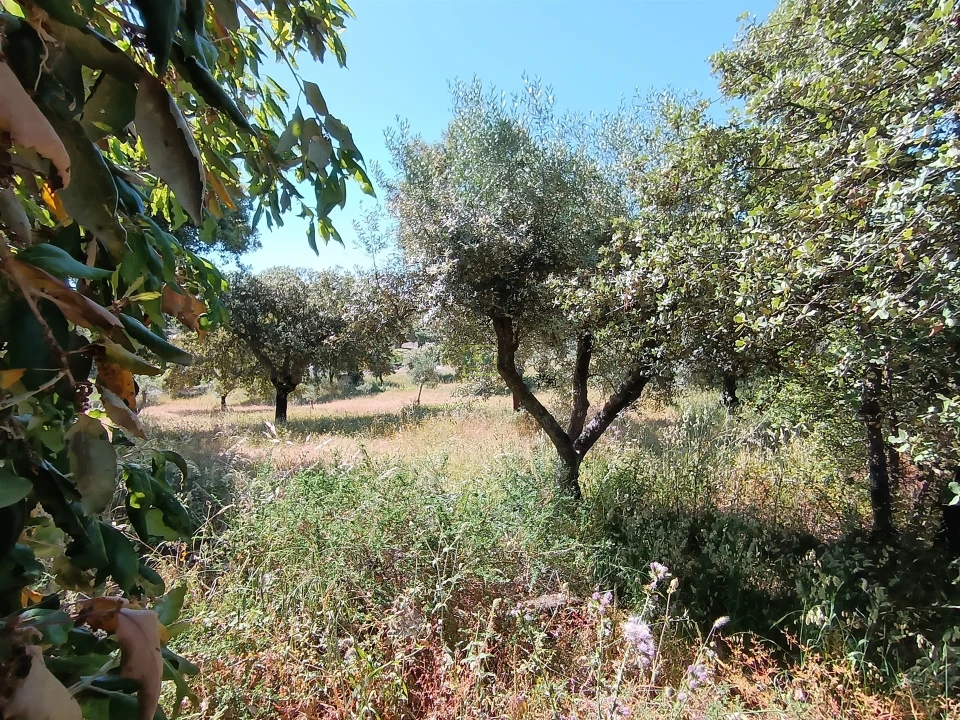 Terreno Agricola ou Rústico para Venda em Monsanto e Idanha-A-Velha Foto 10