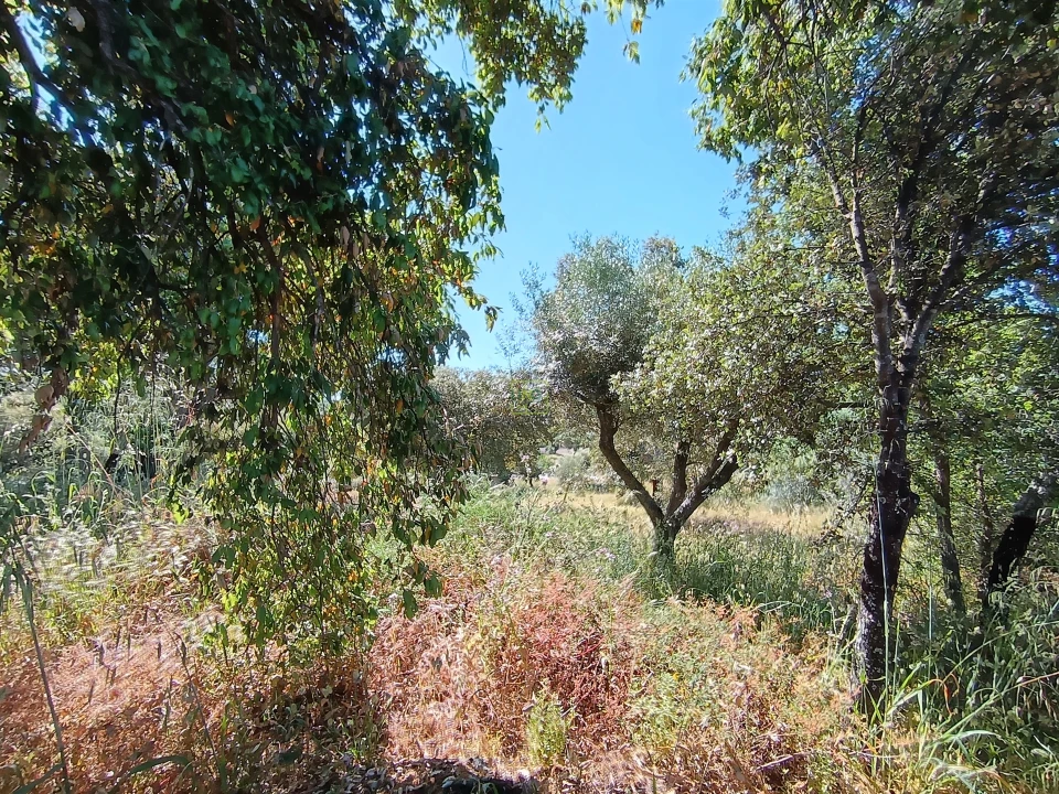 Terreno Agricola ou Rústico para Venda em Monsanto e Idanha-A-Velha Foto 9