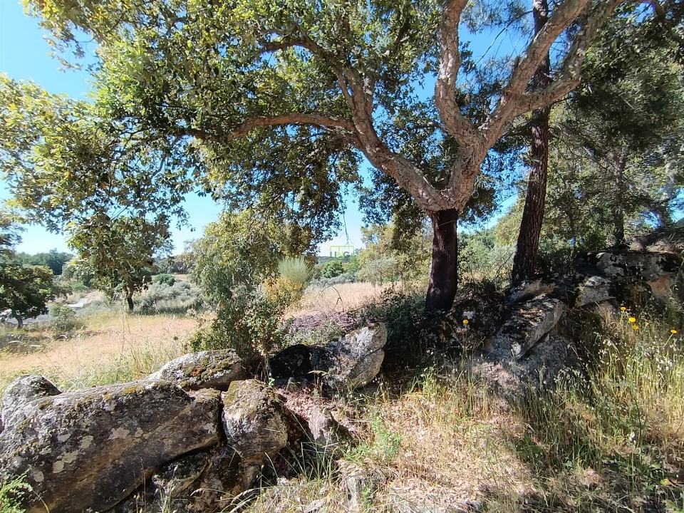 Terreno Agricola ou Rústico para Venda em Monsanto e Idanha-A-Velha Foto 2
