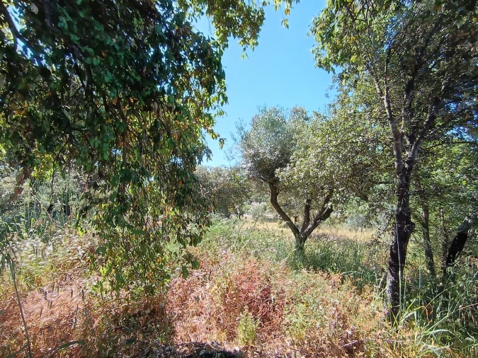 Terreno Agricola ou Rústico para Venda em Monsanto e Idanha-A-Velha Foto 9