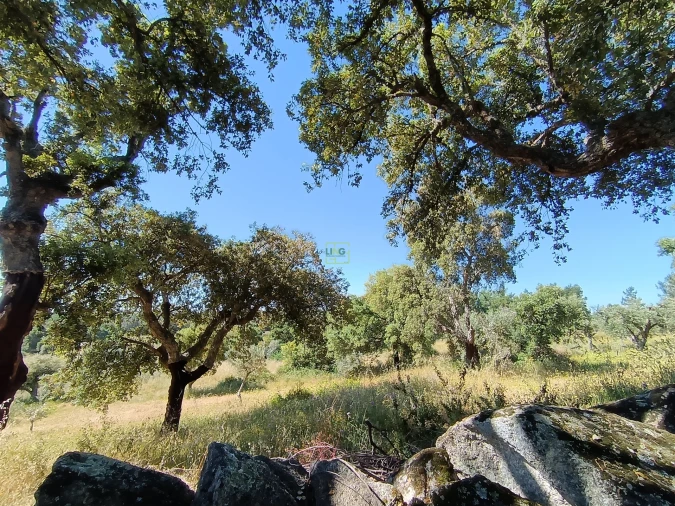 Terreno Agricola ou Rústico para Venda em Monsanto e Idanha-A-Velha Foto 7