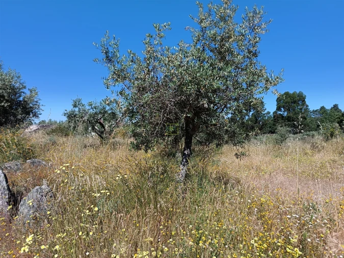 Terreno Agricola ou Rústico para Venda em Monsanto e Idanha-A-Velha Foto 19