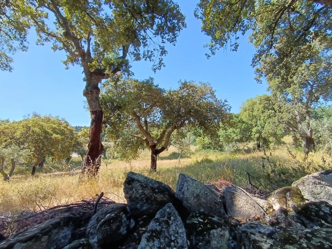 Terreno Agricola ou Rústico para Venda em Monsanto e Idanha-A-Velha Foto 3