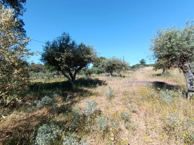 Terreno Agricola ou Rústico para Venda em Monsanto e Idanha-A-Velha Foto 13