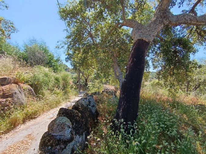 Terreno Agricola ou Rústico para Venda em Monsanto e Idanha-A-Velha Foto 8