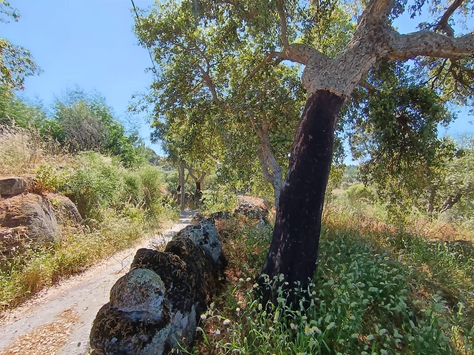 Terreno Agricola ou Rústico para Venda em Monsanto e Idanha-A-Velha Foto 8