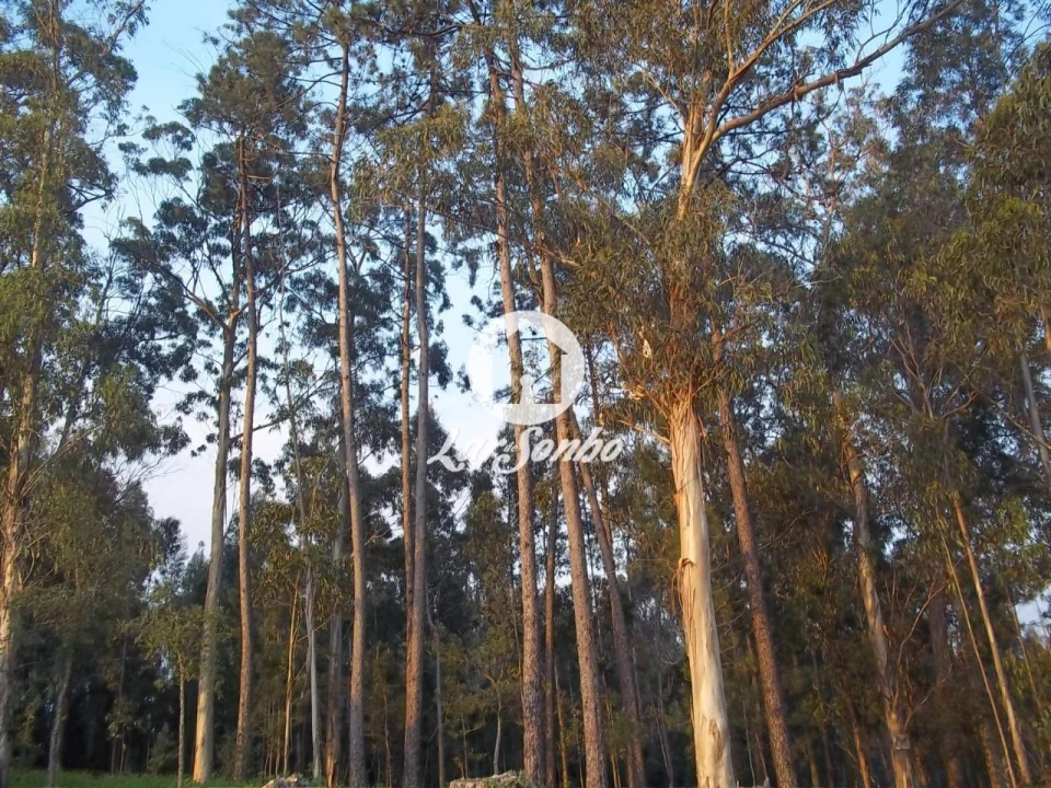 Terreno para Venda em Póvoa de Varzim, Beiriz e Argivai Foto 4