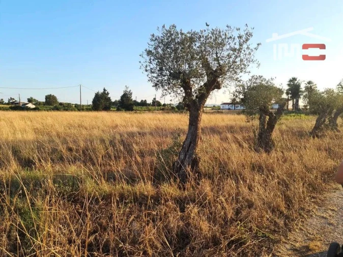 Terreno Agricola ou Rústico para Venda em Palmela Foto 8